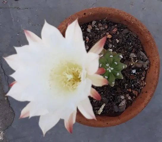 Echinopsis flowering1.jpg