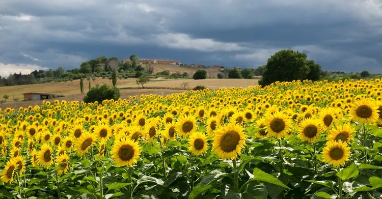 sunflowers-summer-storm.jpg
