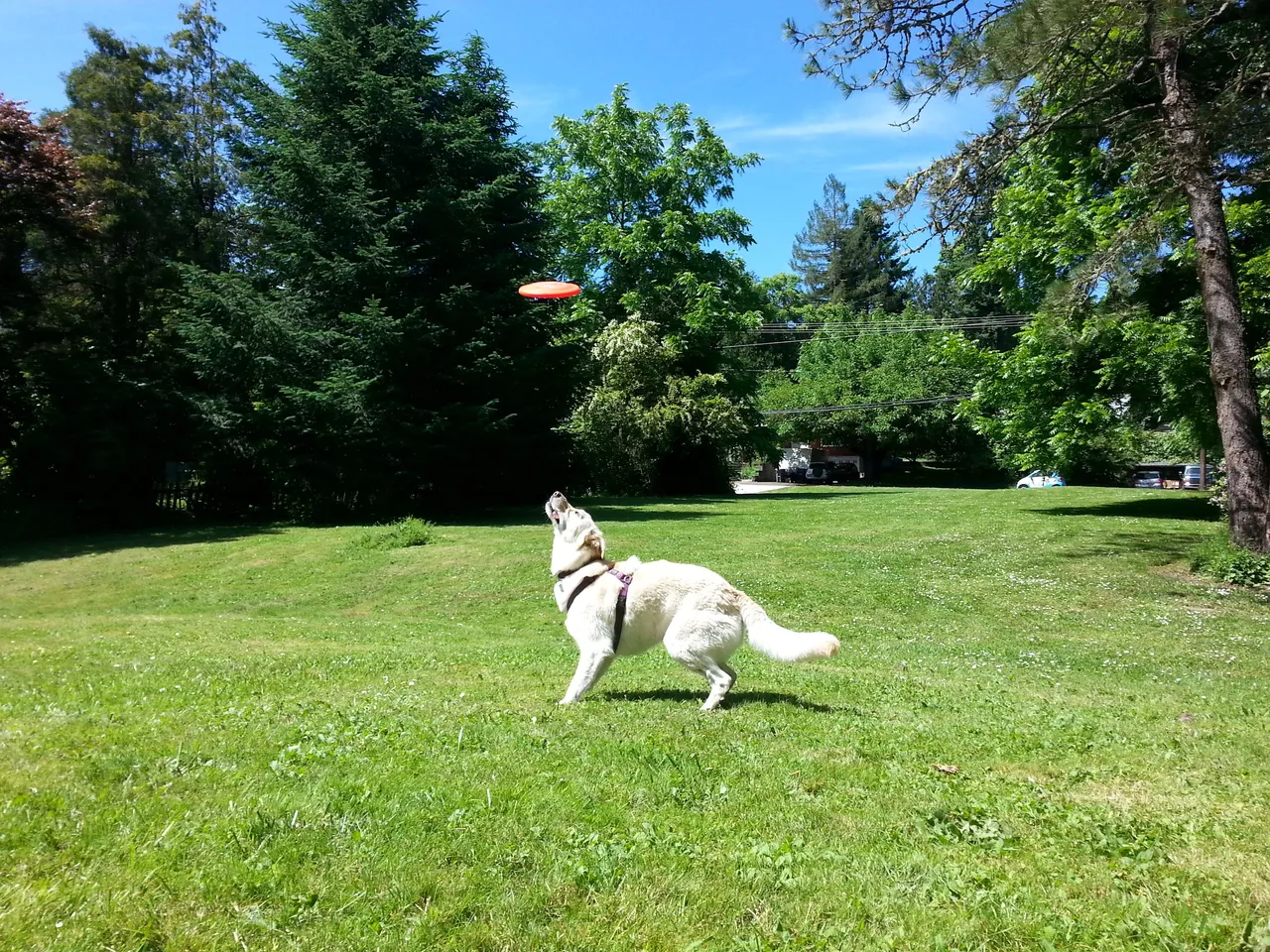 Yeti frisbee 2 .5.jpg