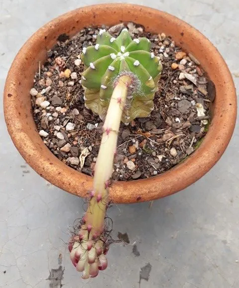 Echinopsis flowering2.jpg