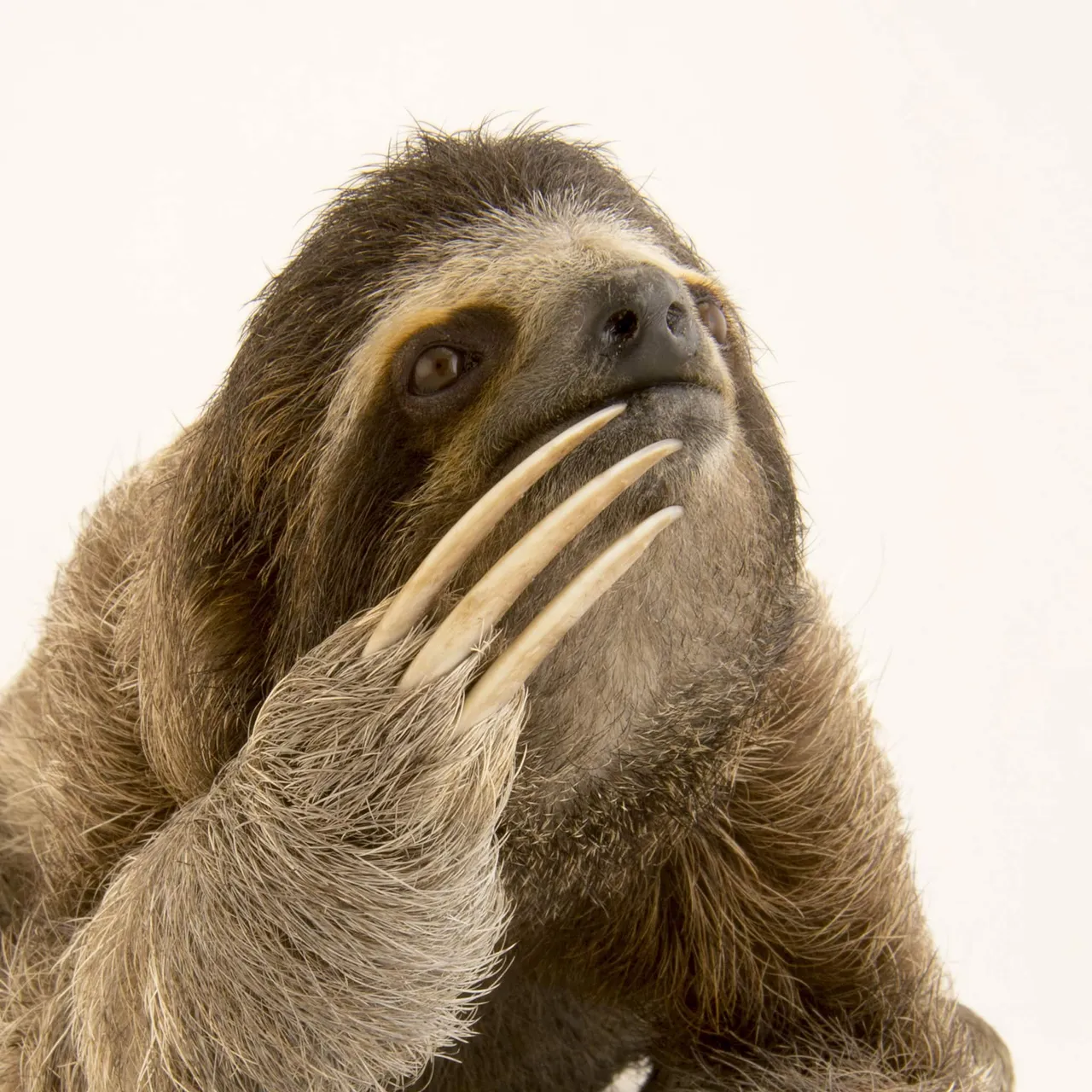 three-toed-sloths_thumb.jpg