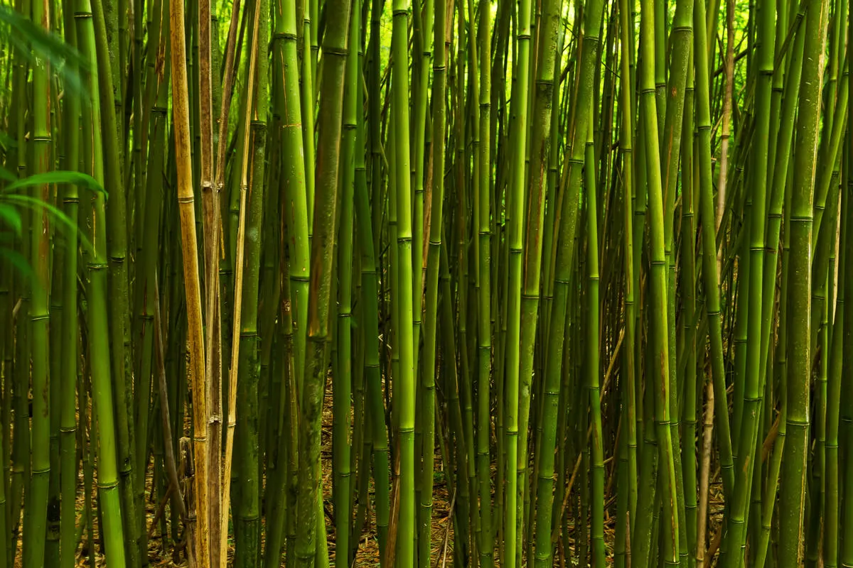 Hana-Bamboo-Maui-Hawaii.jpg