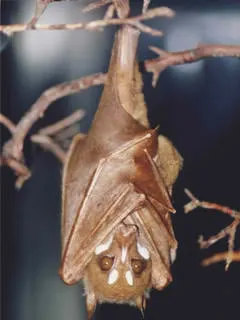 Stripe-Faced-Flying-Fox.jpg