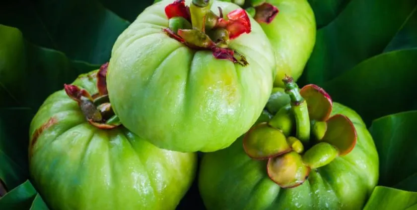 fresh-garcinia-cambogia.jpg