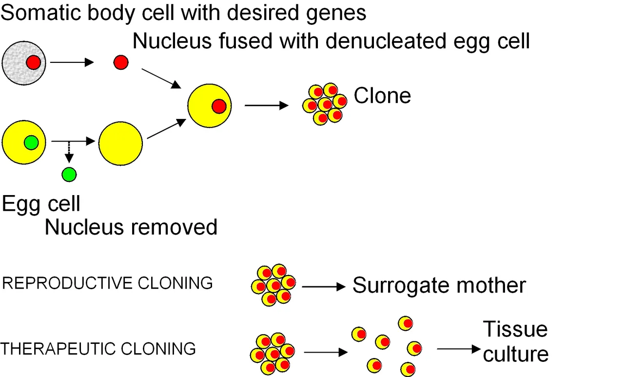 Cloning_diagram_english.png