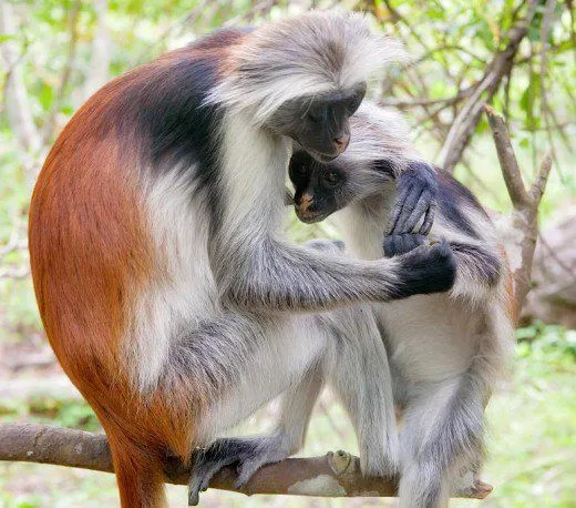 7.-Zanzibar-Red-Colobus.jpg