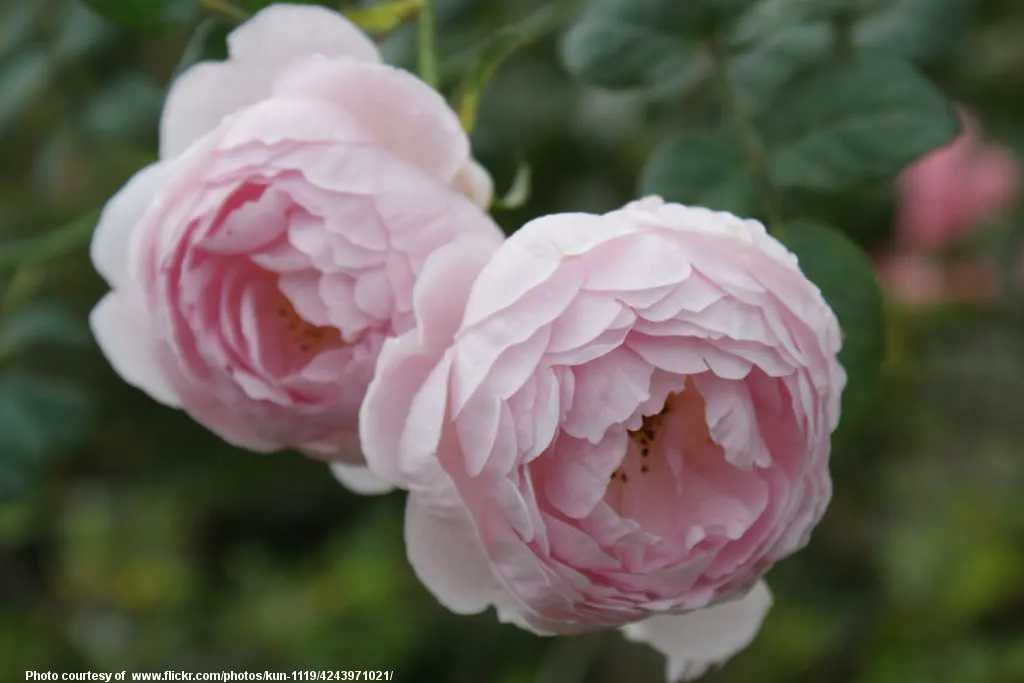 PinkBegonias-001-010118.jpg