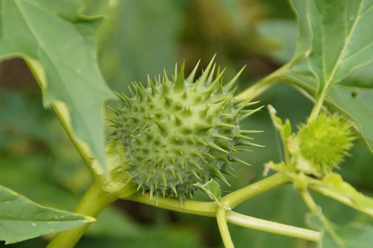 thorn-apple-413487_1920.jpg