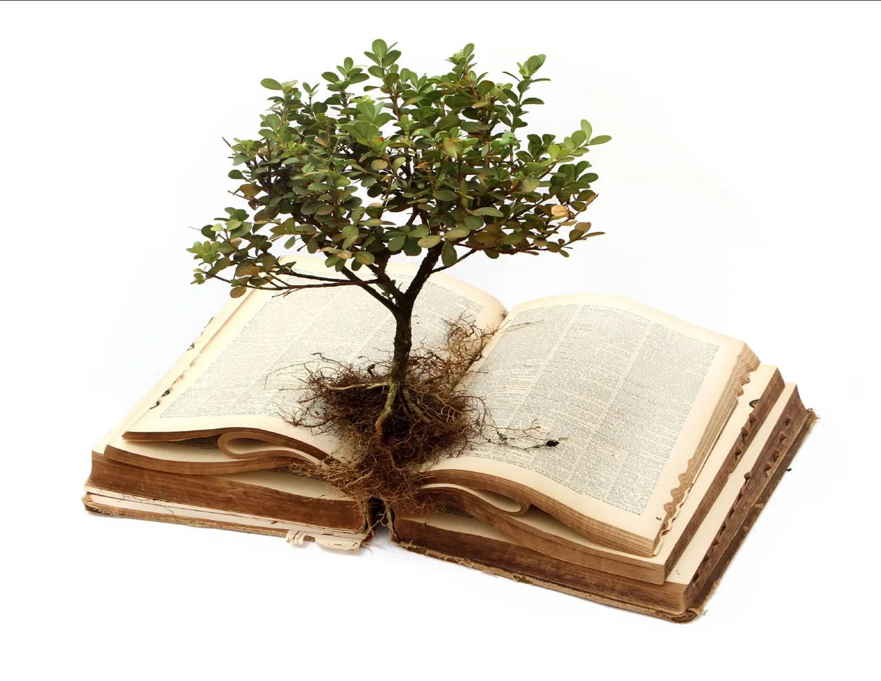 knowledge tree book.jpg