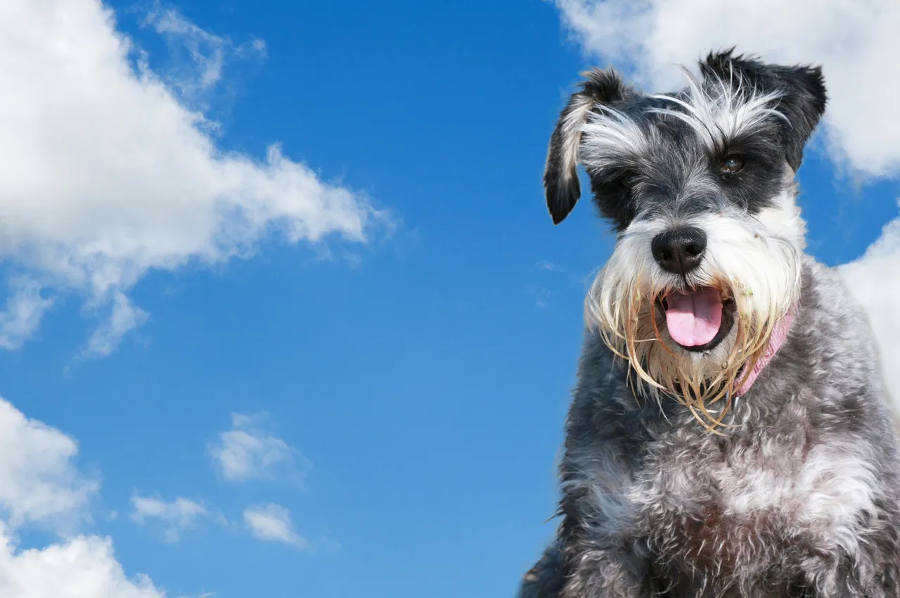 dog-miniature-schnauzer.jpg