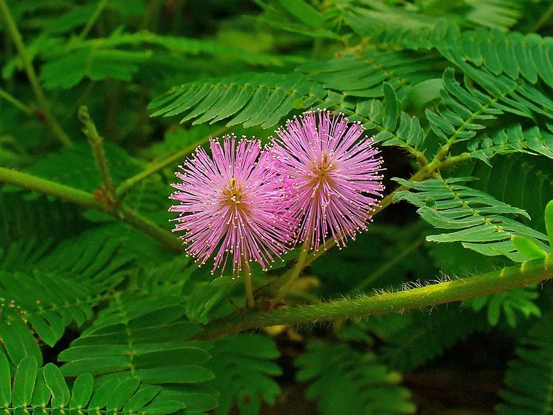 798px-Mimosa_pudica_003.JPG