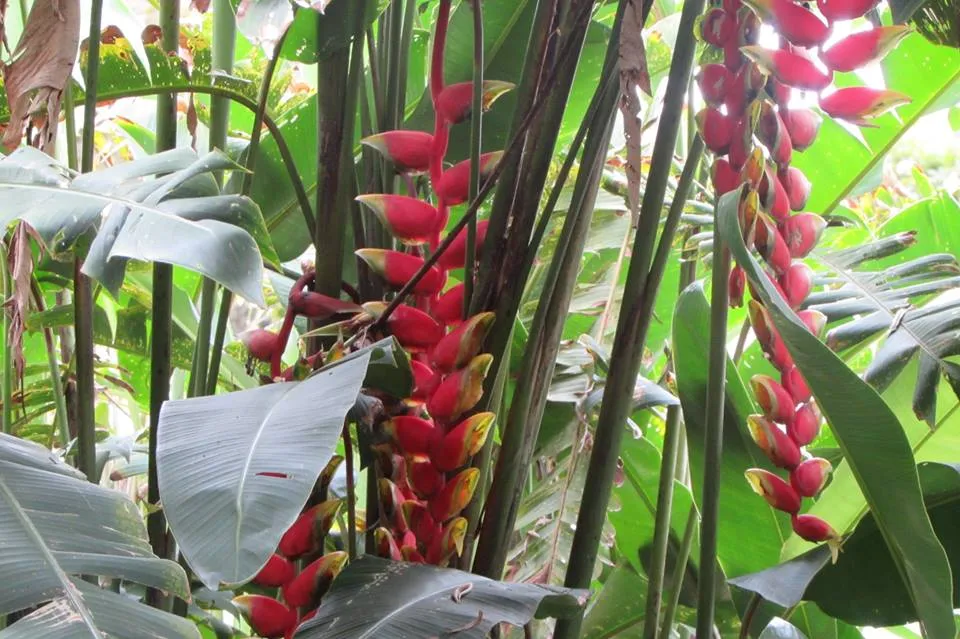 flores en la casa.jpg