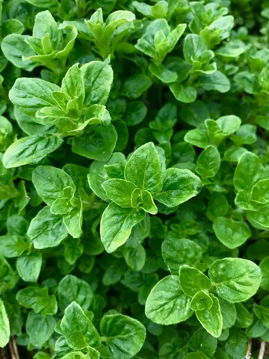 oregano-3338813_960_720.jpg