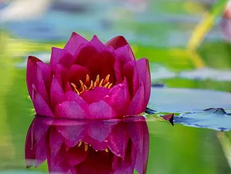 water-lily-3381412__340.jpg