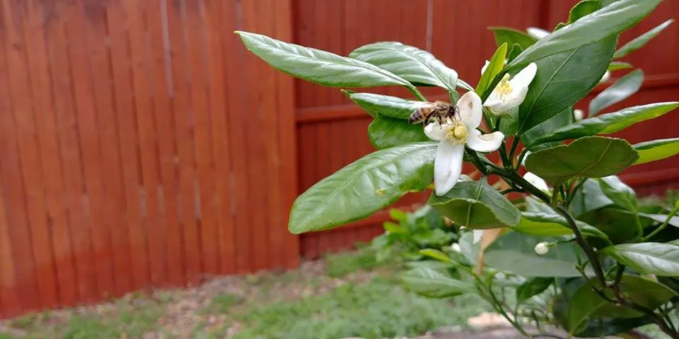 orange blossom 2018.jpg