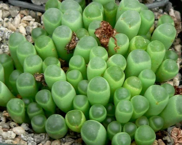 Fenestraria_aurantica_1.jpg