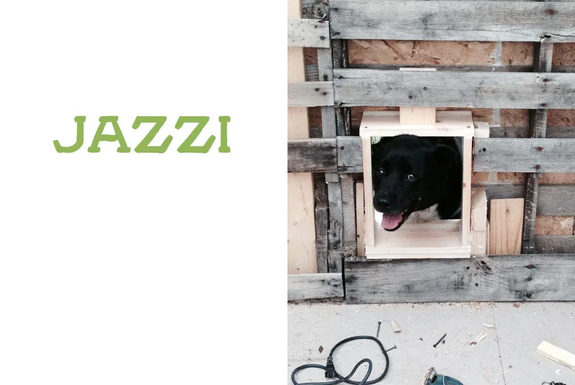 Jazz-dogs-of-5-dog-farm.jpg