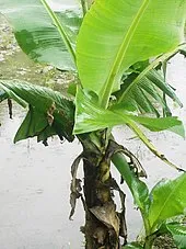 170px-Baby_Banana_Plant.jpg