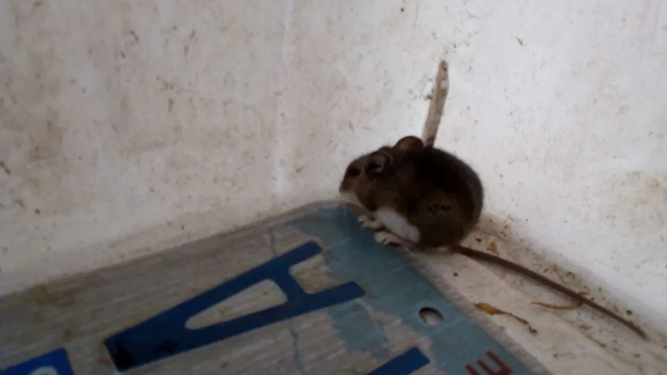 2019-04-22 - Monday - 02:46 PM LMS - Mouse - 58625909_2334391556842588_3154726360212045824_n.jpg