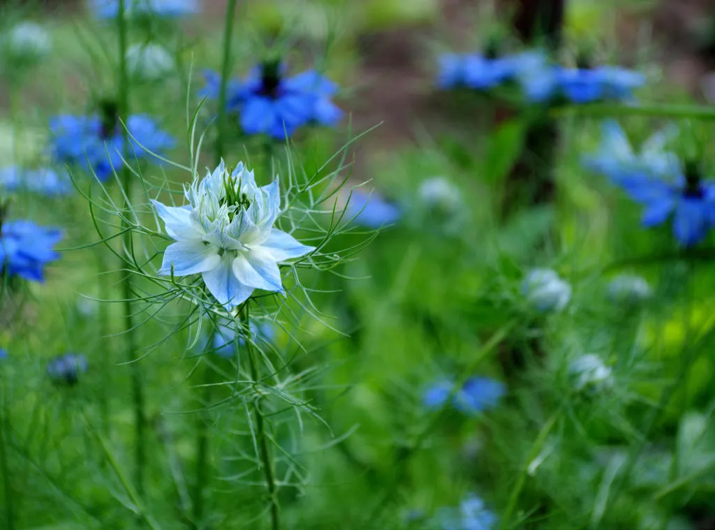flower6
