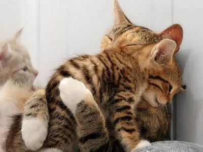 share-with-dlike.jpg
