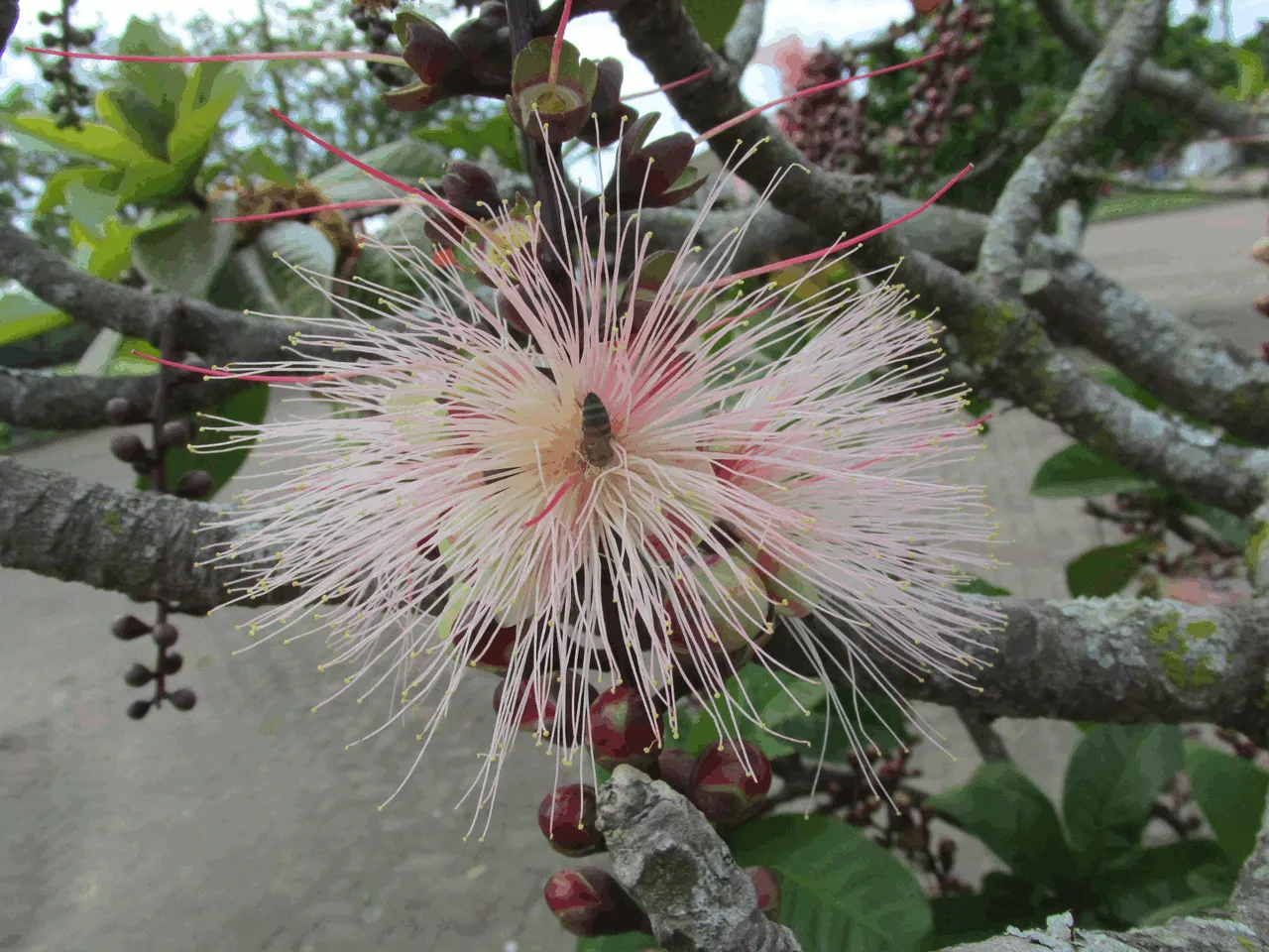 Powderpuff Tree Flower