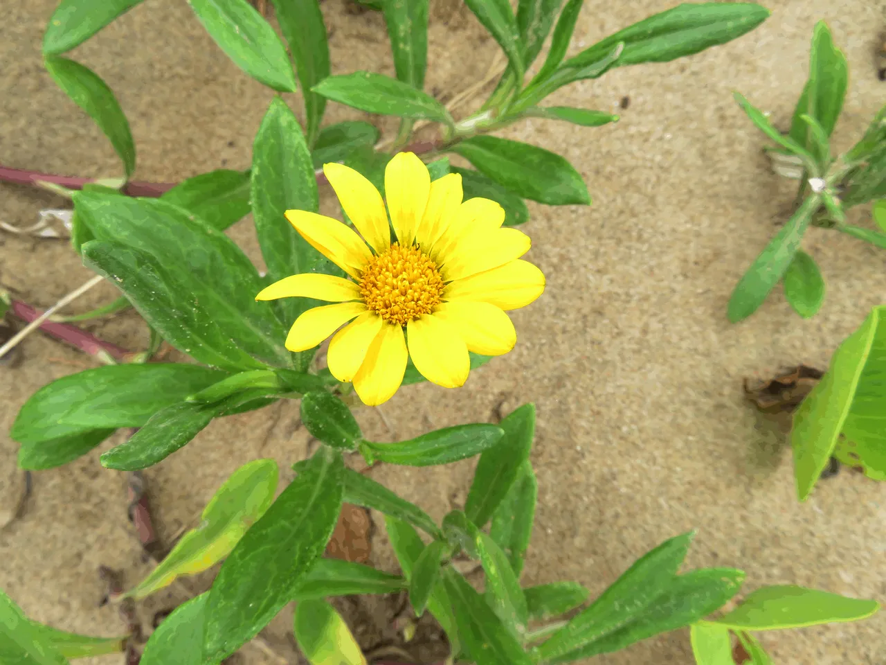 Yellow Daisy