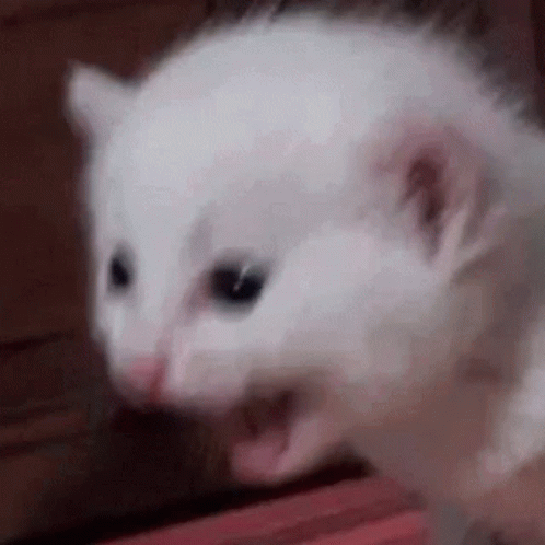 untitled.gif
