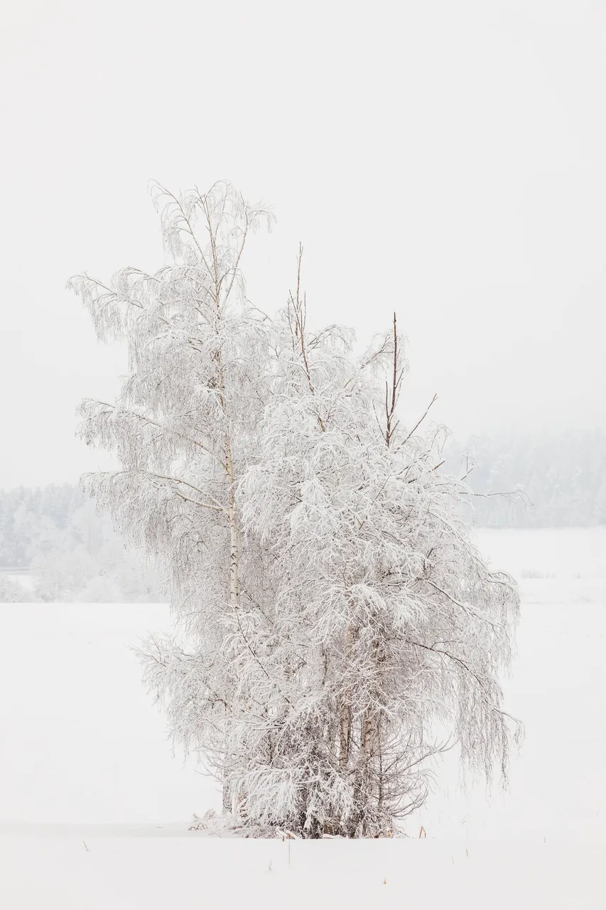 Birch Trees in Winter covered in Snow