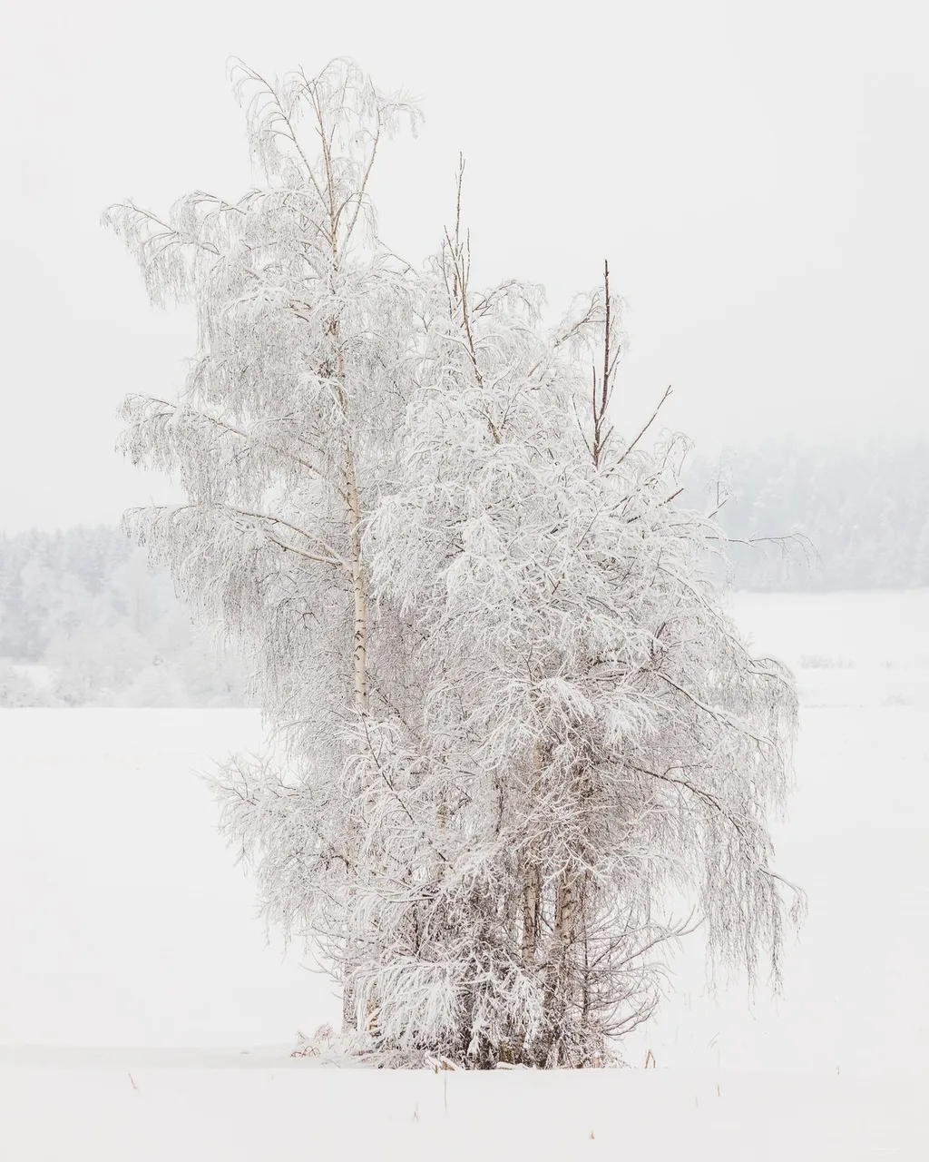 Snowy Birch Trees