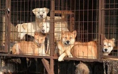 527249-potret-miris-peternakan-anjing-di-korea-selatan-ini-bikin-nangis.jpg