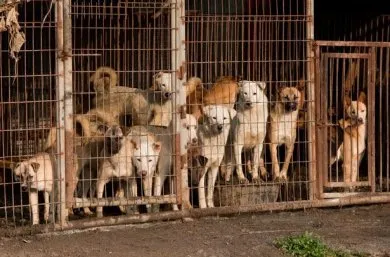 527248-potret-miris-peternakan-anjing-di-korea-selatan-ini-bikin-nangis.jpg