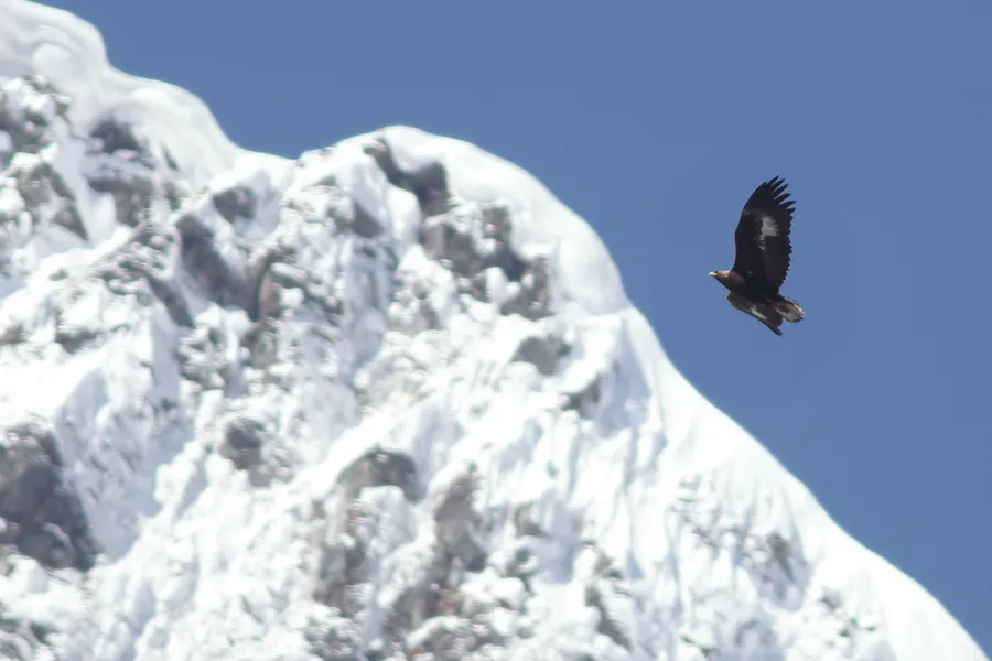 Golden Eagle from Singba_Rhododendron_Sanctuary_in_North_Sikkim_India Dibyendu Ash 4.0.jpg