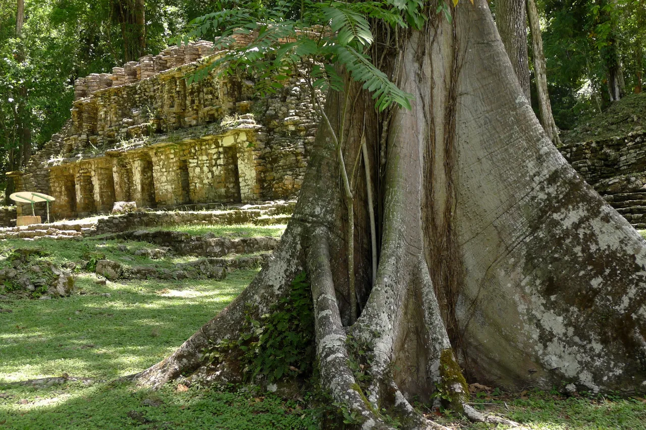 mexiko chiapas maya yaxchilan edificio 19 labyrinth baumriese ceiba