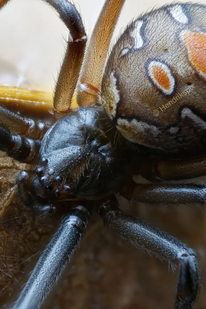 20200616 Latrodectus Hasselti Black spider 1 Macro HS Social.jpg