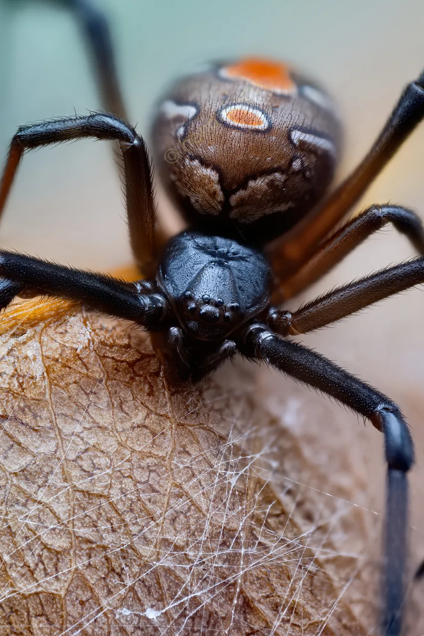 20200616 Latrodectus Hasselti Black spider 3 Macro HS Social.jpg