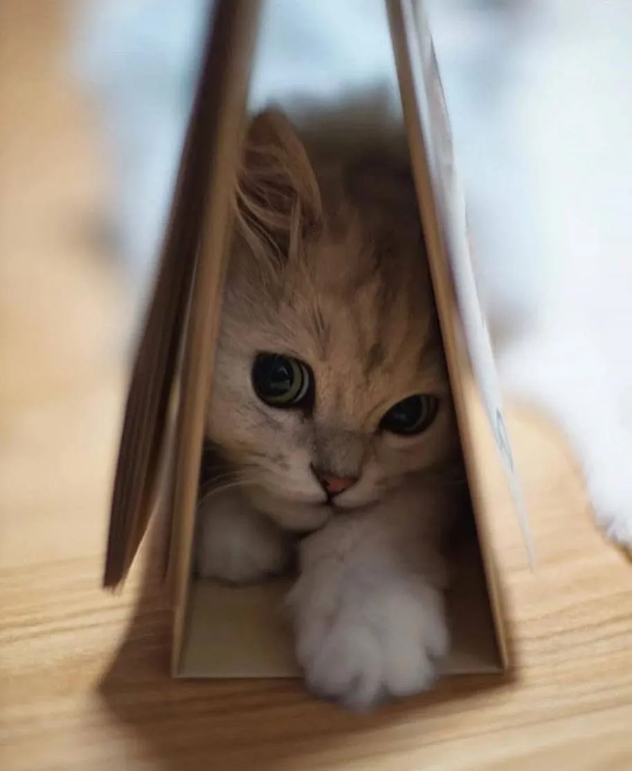 Katzenbilder gehen doch immer?