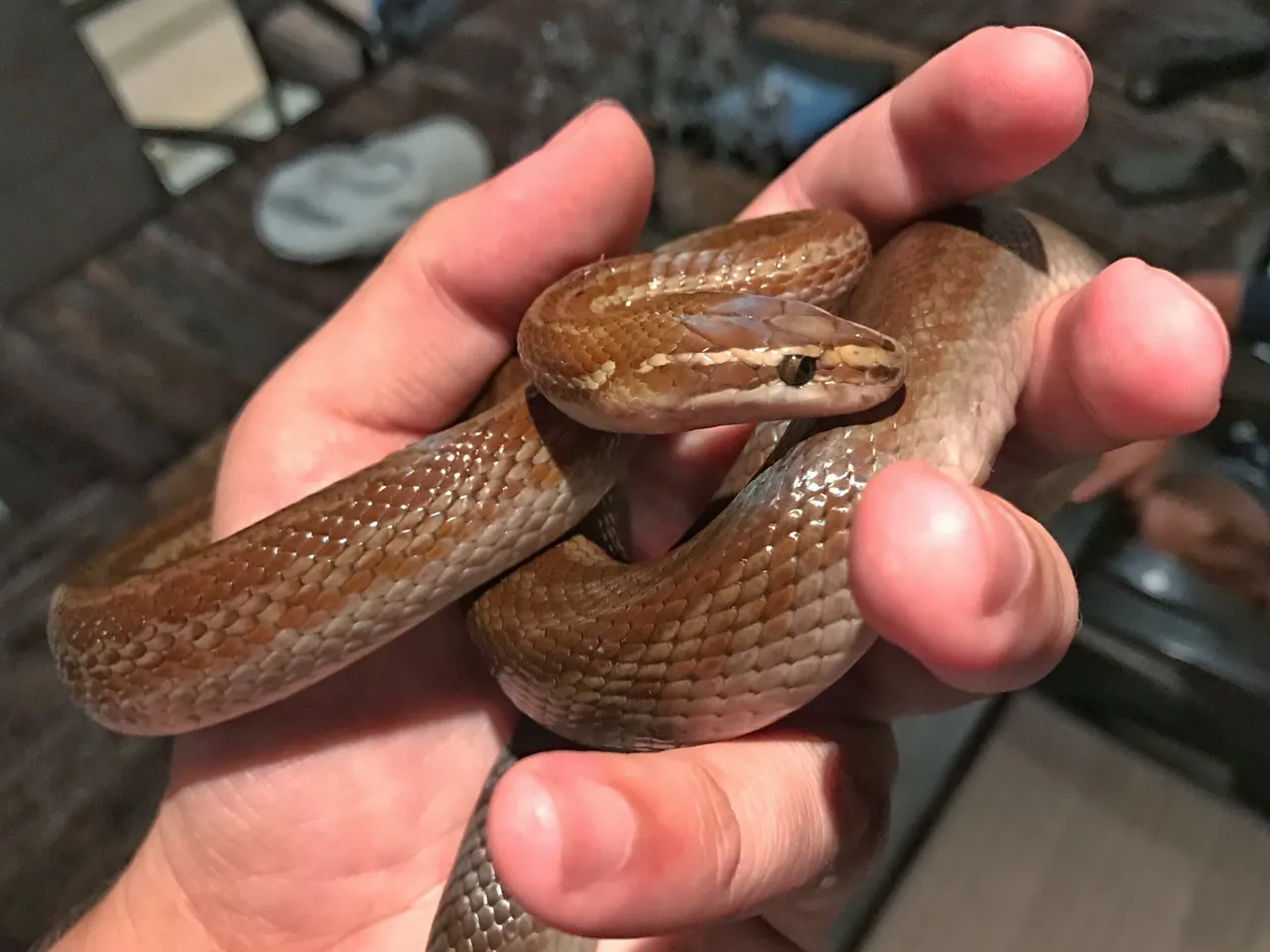 20170201-brown-house-snake-rescued-near-bellville-cape-town-western-cape-03.jpg