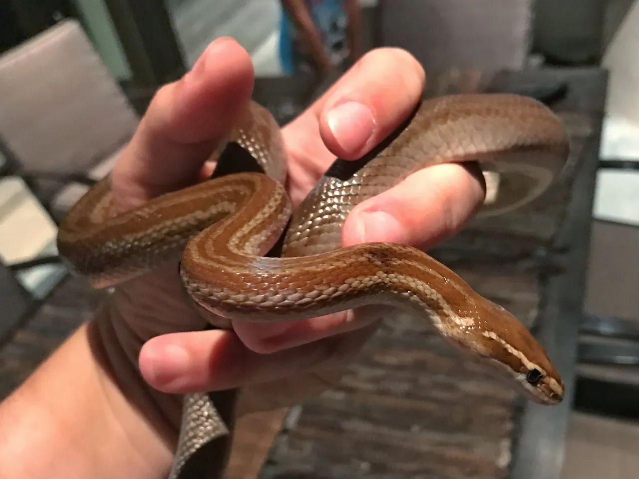 20170201-brown-house-snake-rescued-near-bellville-cape-town-western-cape-01.jpg