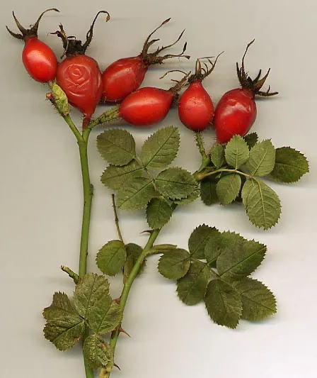 RoseHipTwoRosa_rubiginosa_hips.jpg
