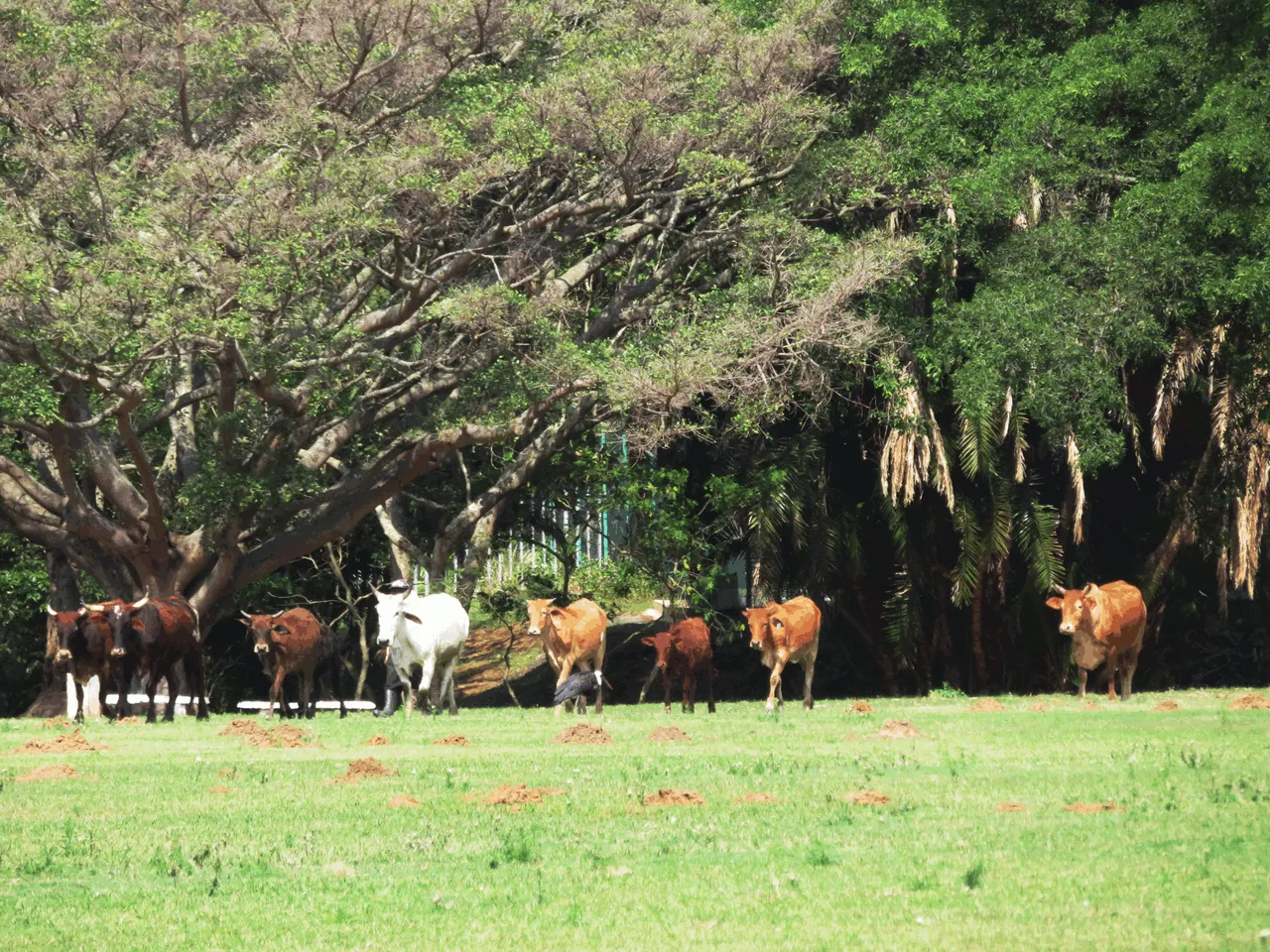 1183-Cattle-Woolly-neckedStork.png