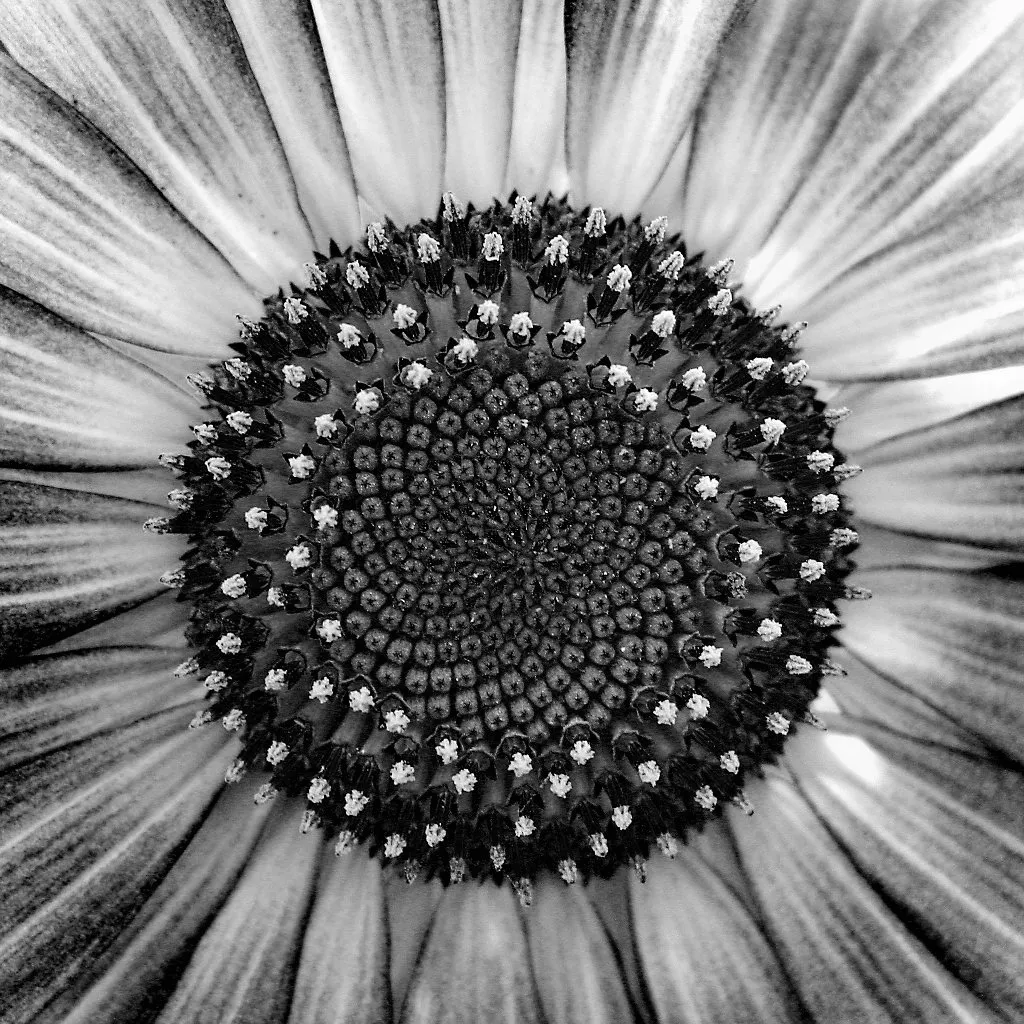 luca brogi flower_1143_2_3.jpg