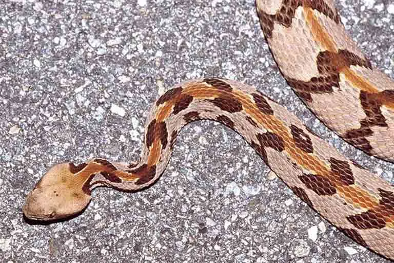 Rattlesnake-Tom-Spinker-Flickr.jpg