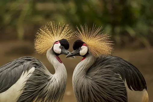 grey-crowned-crane-540657__340.jpg