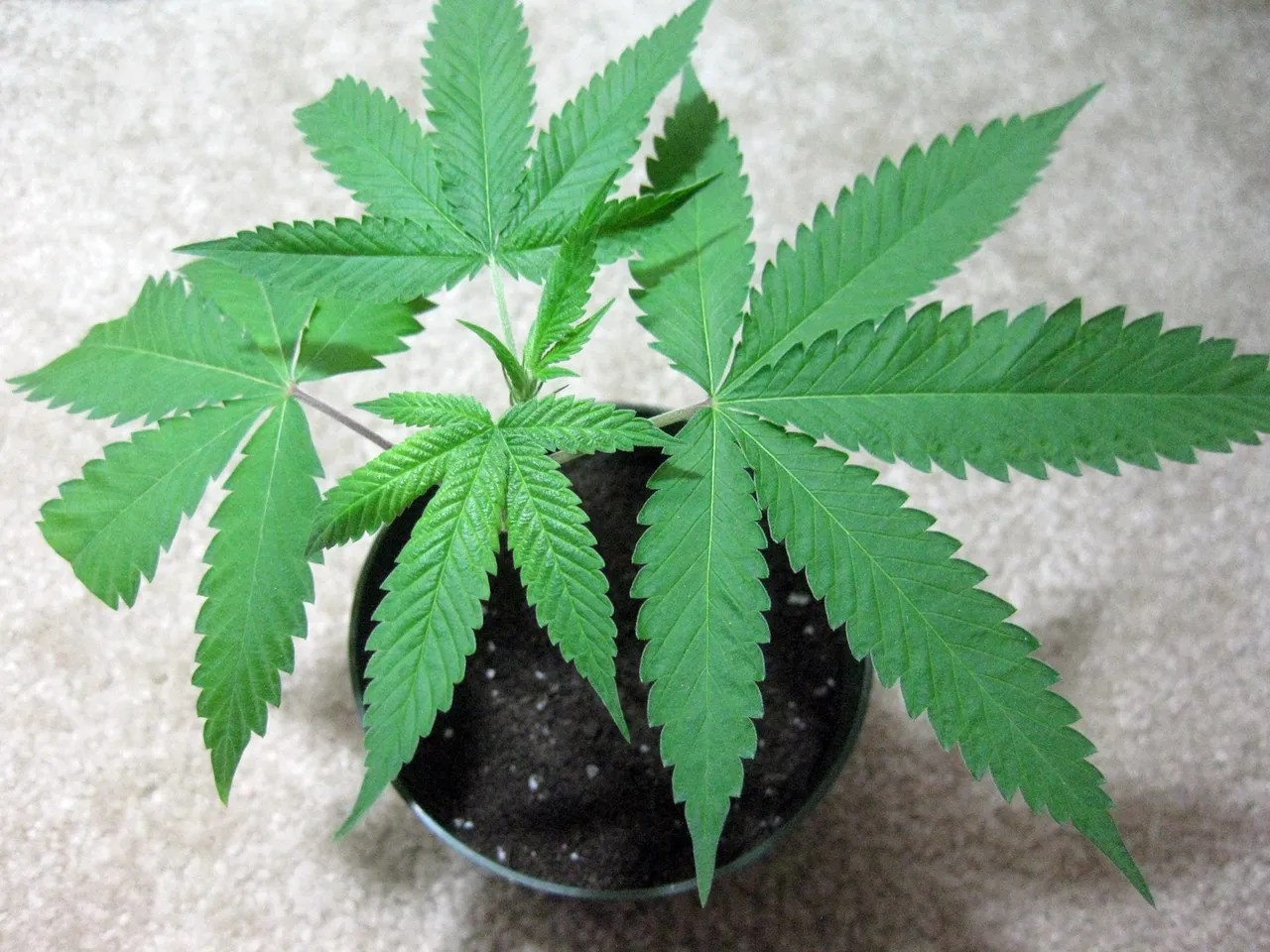 pink kush clone survivor.JPG