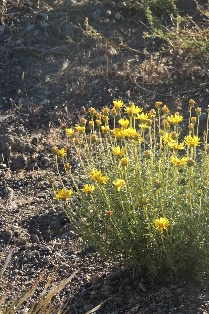 V.Anagostura enero2019 052.JPG