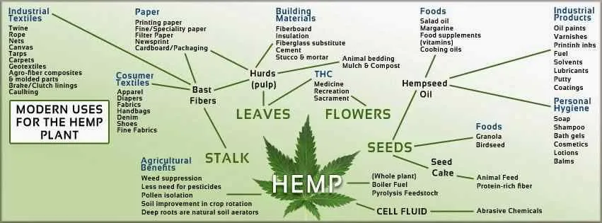 modern-uses-for-the-hemp-plant.jpg