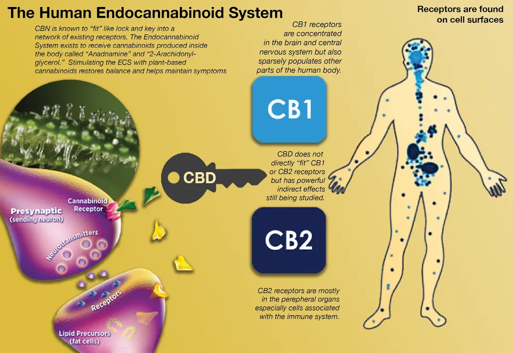 cbd-endocannabinoid-system-ecs.jpg