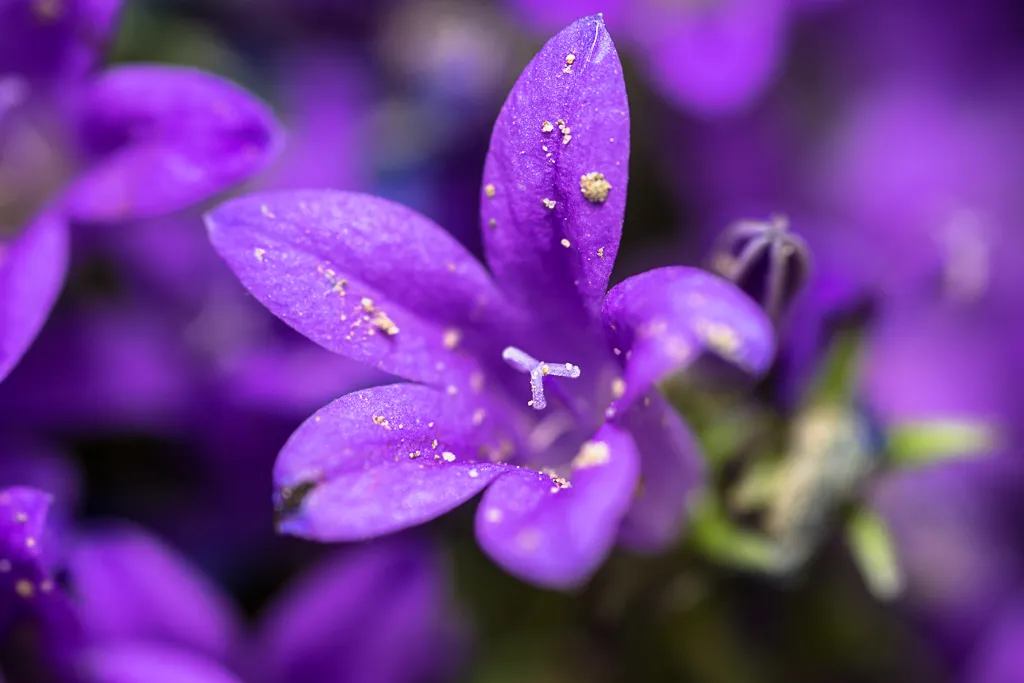 31-05-2018-campanula-bij-05454.jpg