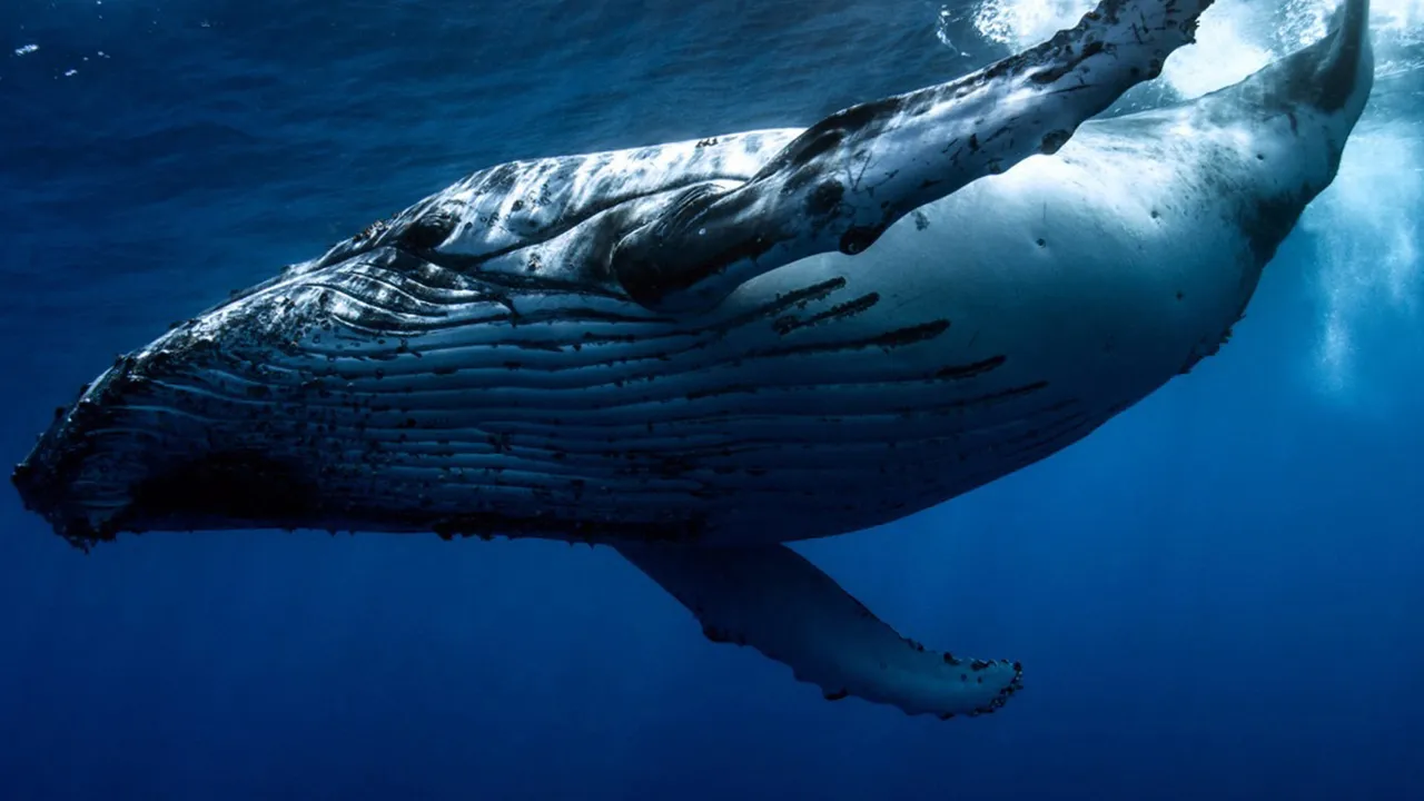 Humpback-Whale-c-Joshua-Barton.jpg